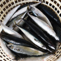 New Arrival Frozen Pacific Mackerel For Thailand Market